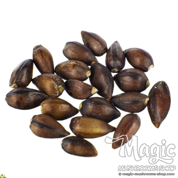 Ephedra (Ephedra sinica) seeds (Seeds)