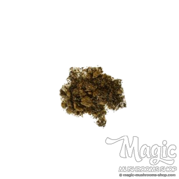 Mexican Tarragon | 10x extract