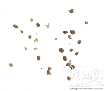 Tobacco seeds | Nicotiana Tabacum | 20 seeds