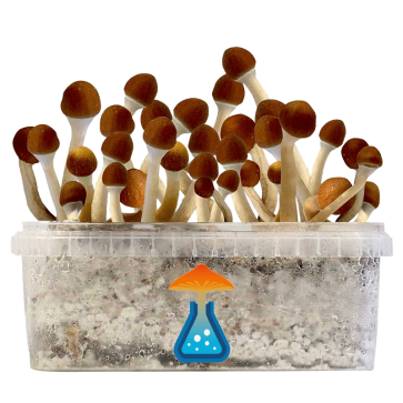 GetMagic Vambodia+ Magic Mushrooms Grow Kit