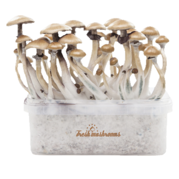 Golden Teacher XP| Fresh Magic Mushrooms Grow Kit