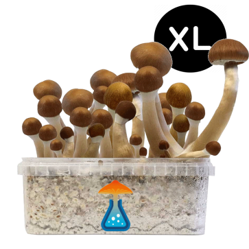GetMagic McKennaii XL Grow Kit