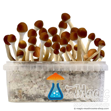 GetMagic Vambodia+ Magic Mushrooms Grow Kit