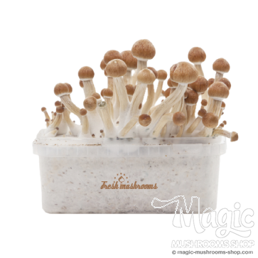 Ecuador Magic msuhroom grow kit Fresh mushroom