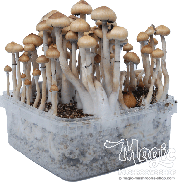 Une première flush de la cubensis Mazaapec extra grande kit de culture de champignon magique