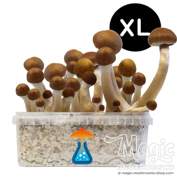 GetMagic McKennaii XL Grow Kit