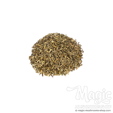 Reed Canary Grass | Phalaris Arundinacea