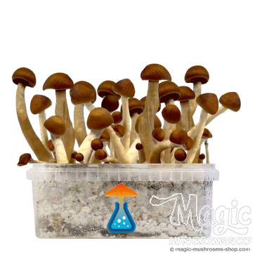 GetMagic Thai+ Magic Mushrooms Grow Kit