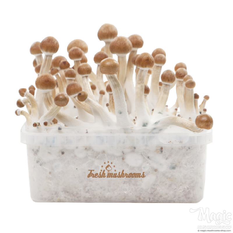 Kit de Culture de Champignons Magiques McKennaii (Ready-to-Grow Growkit)