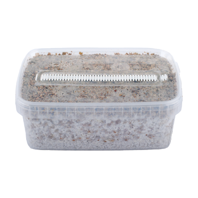 random magic mushrooms myclium grow kit