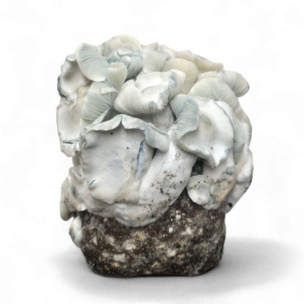 The new Jack Frost mushroom kit