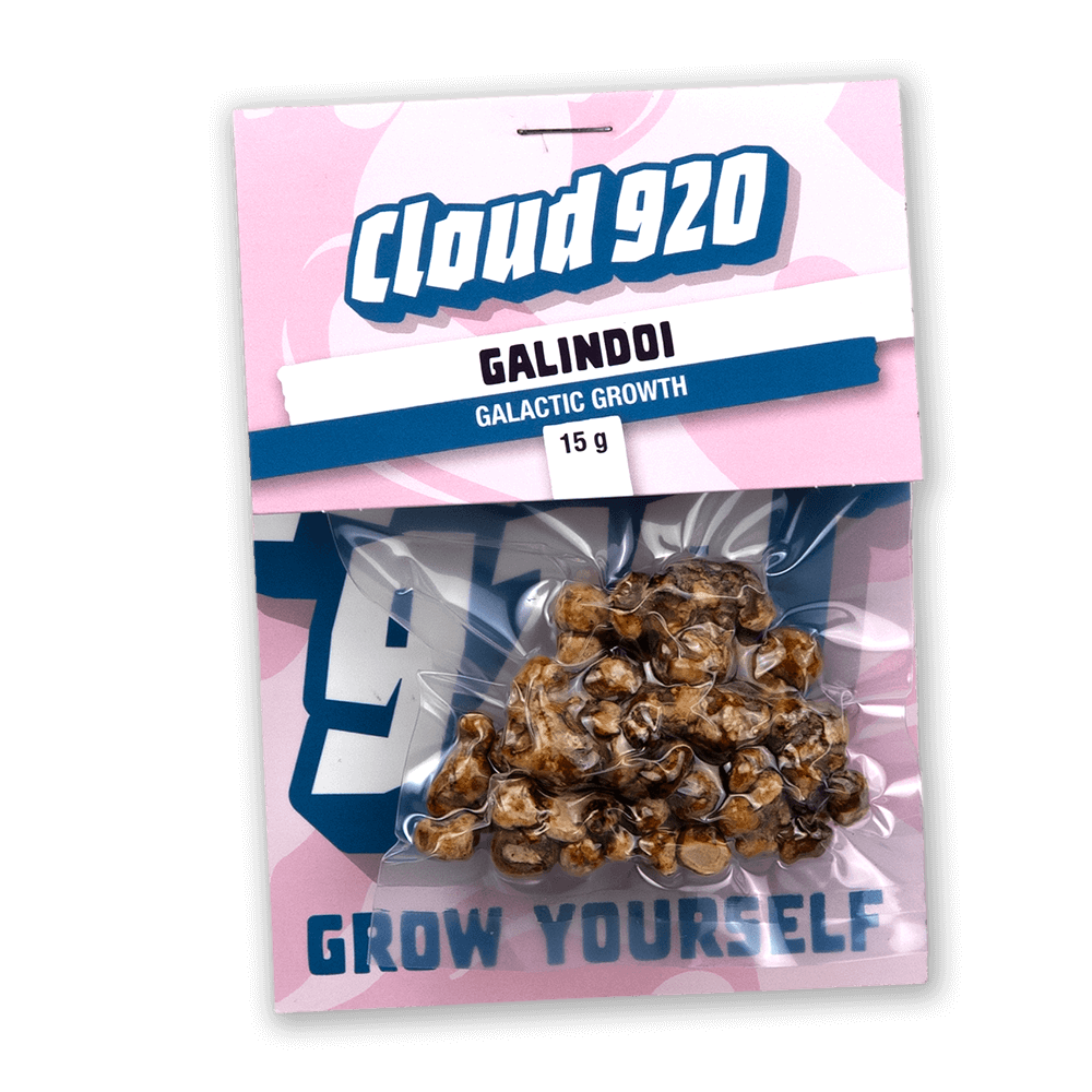 Psilocybe Galindoi Magic Truffles