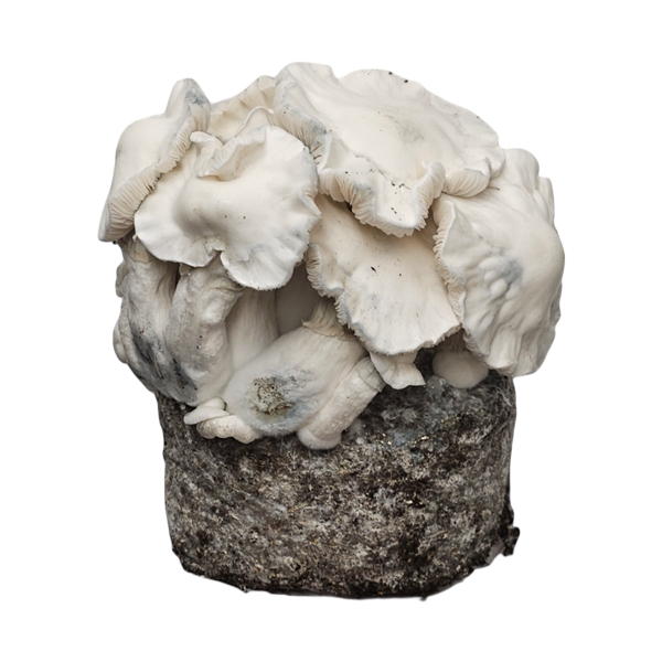 The new Jack Frost mushroom kit