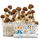 GetMagic Magic Mushroom grow kit XL