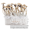 Golden Teacher XP| Fresh Magic Mushrooms Grow Kit