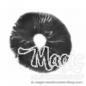 Empreinte de spores Golden Teacher psilocybe cubensis