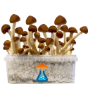 Colombian Grow Kit 1200 ml — GetMagic®