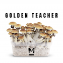 Mondo® Kit de culture Golden Teacher