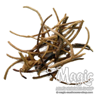 African Dream Root | Silene Capensis | 5 grams 
