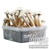 Albino Golden Teacher Cloud920® Classic XL