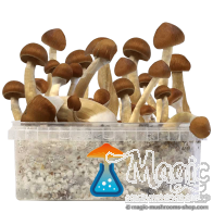 B+ champis hallucinogènes Kit de culture GetMagic