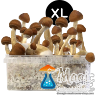 Kit de culture de champi hallucinogènes B+ XL Getmagic