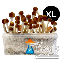 Kit de culture de champi hallucinogènes Cambodian XL Getmagic