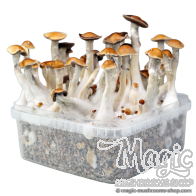 McKennaii Cloud920® Classic XL