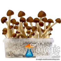 Colombian champis hallucinogènes Kit de culture GetMagic