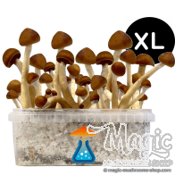 Kit de culture de champi hallucinogènes Colombian XL Getmagic
