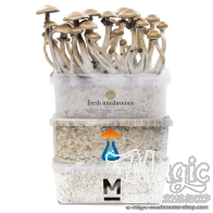 Mondo® Combi Pack | 3 Kits de Culture