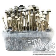 Panaeolus cyanescens copelandia kit de culture
