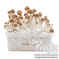 FreshMushrooms® Kit de culture B+