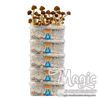 Kit de culture GetMagic® 5 Paquet - Offre spéciale