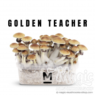 Mondo® Kit de culture Golden Teacher