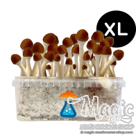 Kit de culture de champi hallucinogènes Golden Teacher XL Getmagic