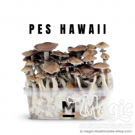 Mondo® Kit de culture PES Hawaii
