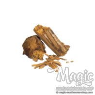 Banisteriopsis caapi | Red Brazil