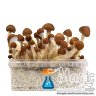 Mexican champis hallucinogènes Kit de culture GetMagic