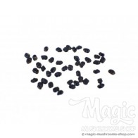 Peruvian Torch Cactus (Trichocereus peruvianus)  | 100 graines