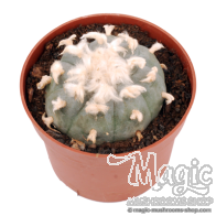 Peyote cactus