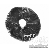 Panaeolus cyanescens 'Hawaii' spore print