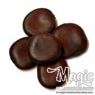 African Dream Seed | Entada Rheedii - 1 seed