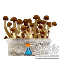 Thai champis hallucinogènes Kit de culture GetMagic
