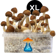 B+ Grow Kit XL — GetMagic®