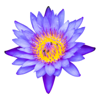Blue Lotus Flower |  Nymphaea caerulea 
