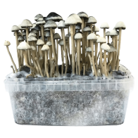 Panaeolus cyanescens copelandia kit de culture