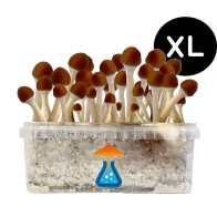 Golden Teacher Grow Kit XL — GetMagic®