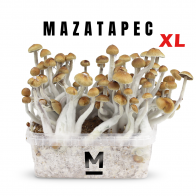 Mondo® Kit de culture Mazatapec XL