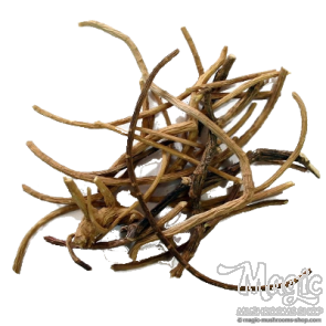 African Dream Root | Silene Capensis | 5 grams 